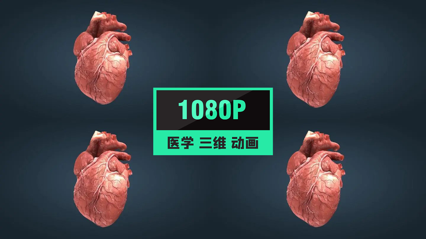 三维心脏工作原理人体器官动画02