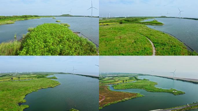 湿地芦苇白鹭气候变化