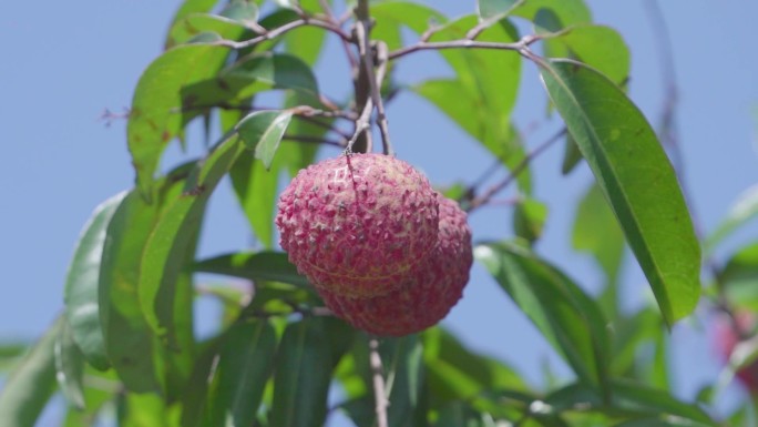 荔枝 桂味 怀枝 糯米糍