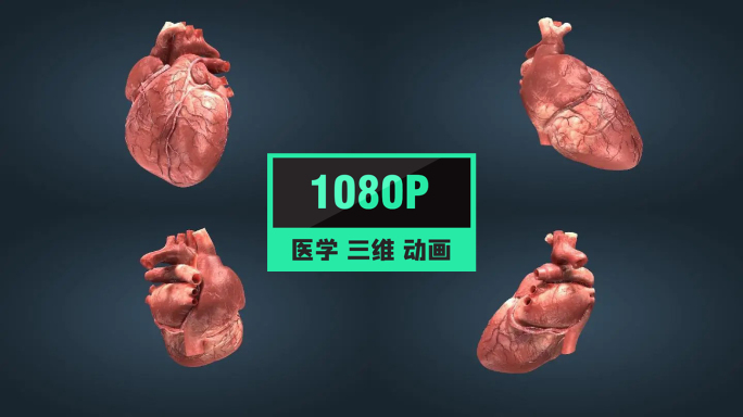 三维动画心脏跳动人体重要器官工作原理04