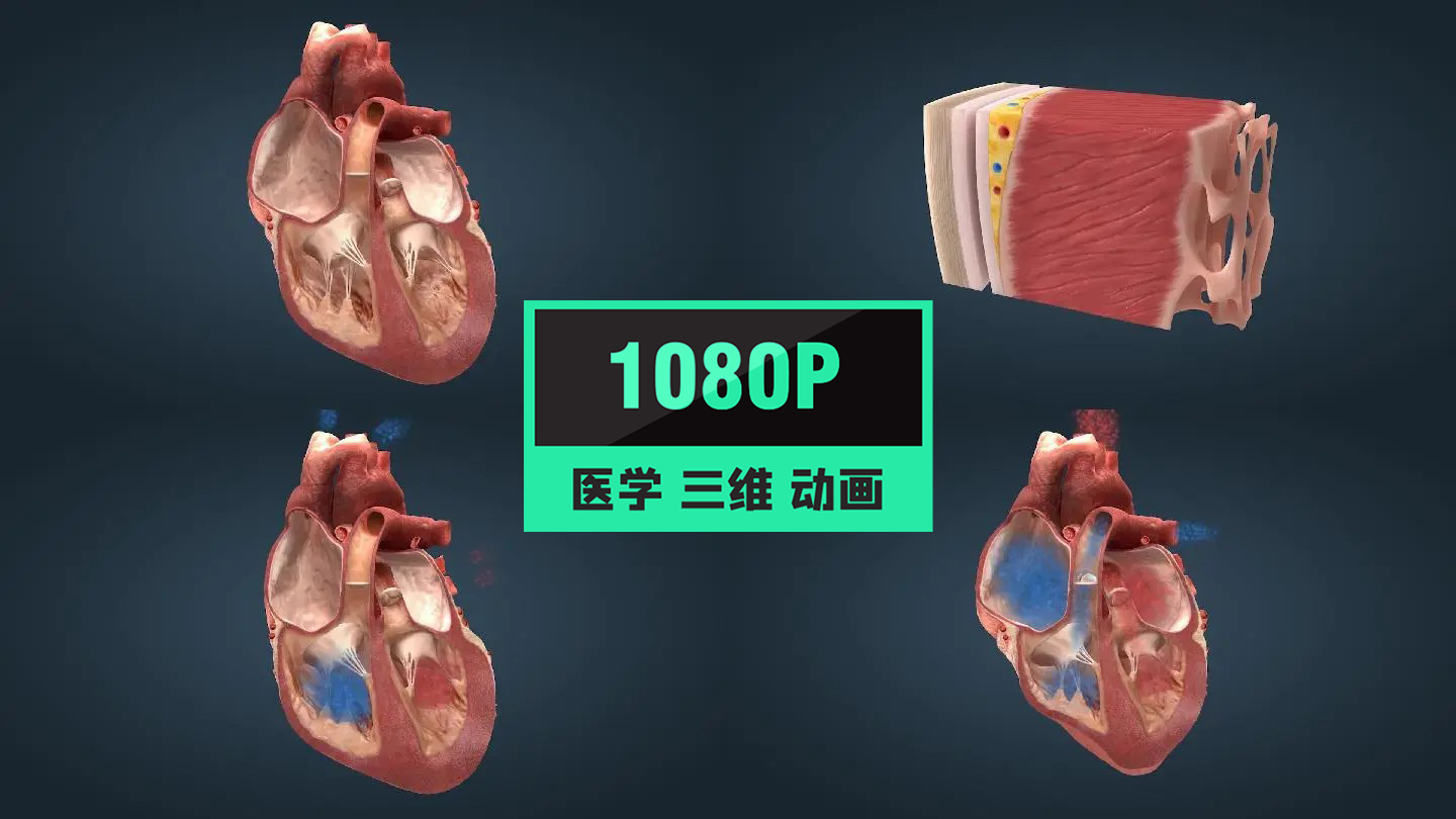 医学人体解剖重要器官心脏功能原理动画19