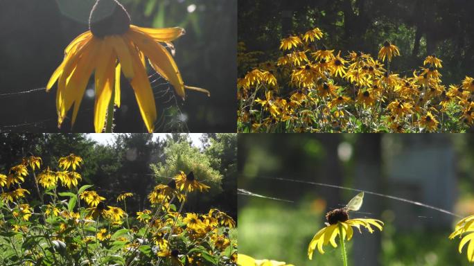 太阳花阳光蝴蝶蜜蜂野花美丽早晨自然黄色花