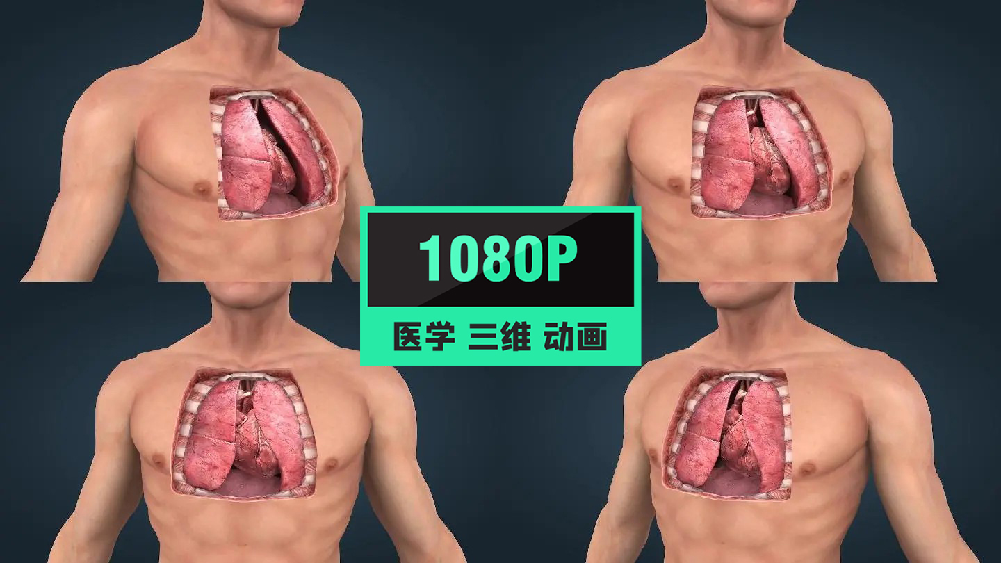医学人体解剖心脏肺胸廓重要器官动画16