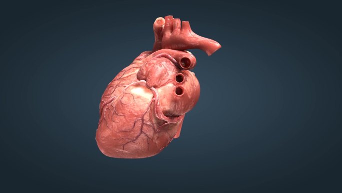 真实人体重要器官心脏跳动三维动画07