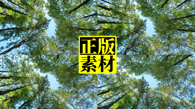 仰拍树林 仰视森林 树荫 公园 旋转天空