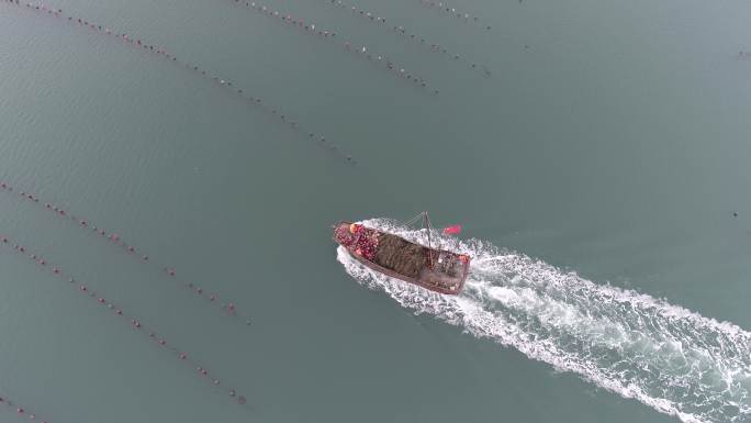 长海县 海参 大连海 海参养殖 大连灰度