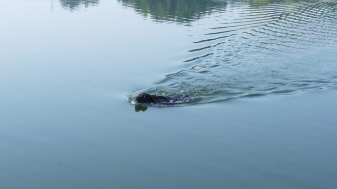 狗 游泳 黑狗 自由 江水