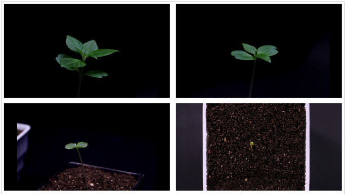 4K实拍种子破土而出发芽