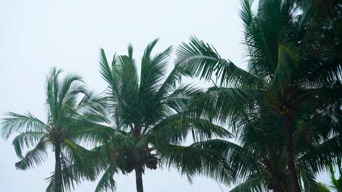 海风 椰子树