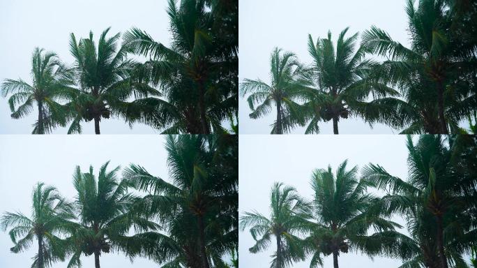 海风 椰子树