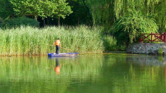 环卫工人湖中捞水草