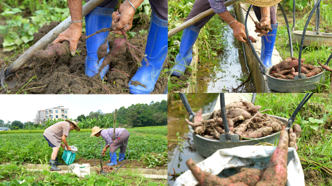 农民在农田挖番薯4K60P