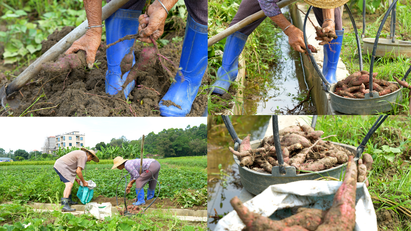 农民在农田挖番薯4K60P
