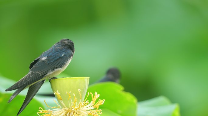 夏天入伏