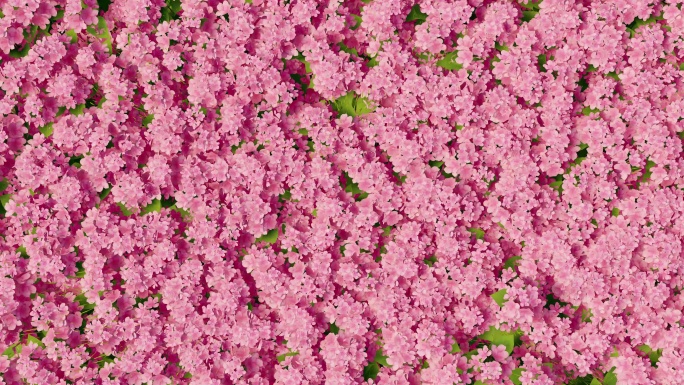 动态花朵 粉色背景