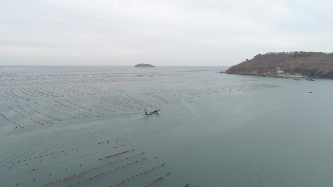 长海县 海参 大连海 海参养殖 大连灰度