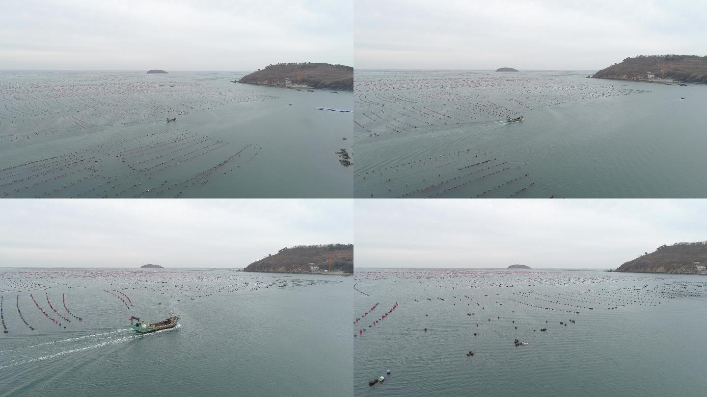 長海縣 海參 大連海 海參養殖 大連灰度