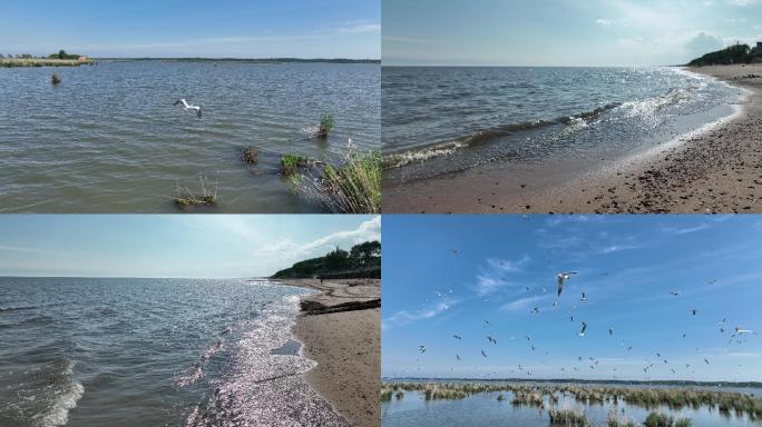 大小兴凯湖航拍湖岗、湿地、鸟、沙滩