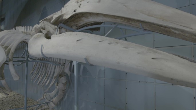 灰鲸化石标本