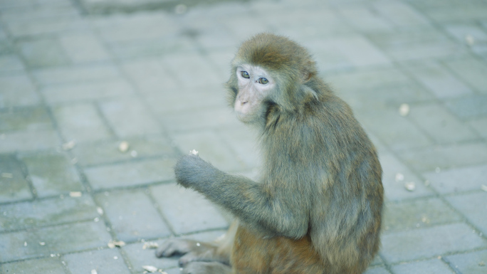 【4K】动物园猴山里的猴子