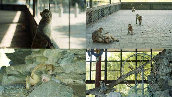 【4K】动物园猴山里的猴子