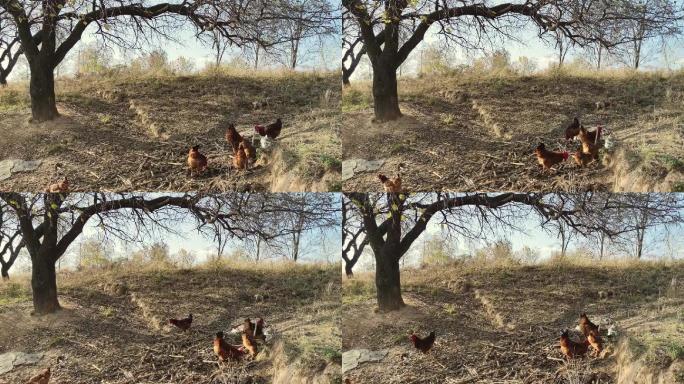 秋天农村散养的鸡在山地上找食吃