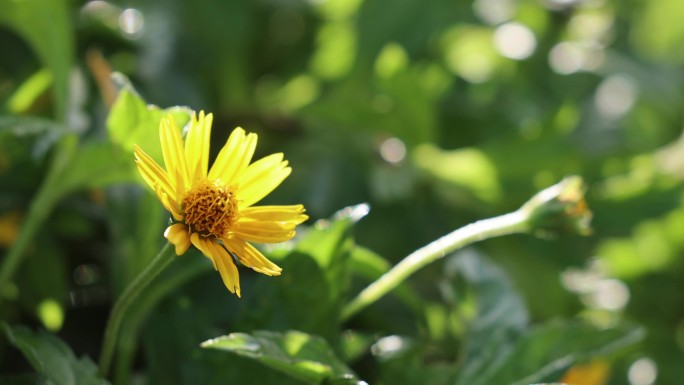 野生菊花 苦菜花 唯美野花 1