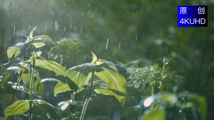 4K 唯美下雨雨滴打在小草上暴雨