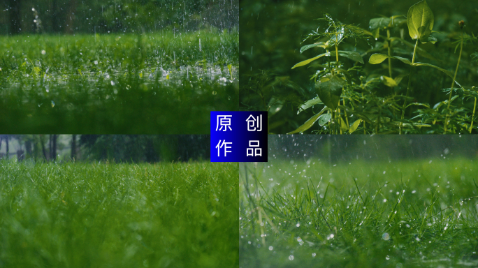 4K 唯美下雨雨滴打在小草上暴雨