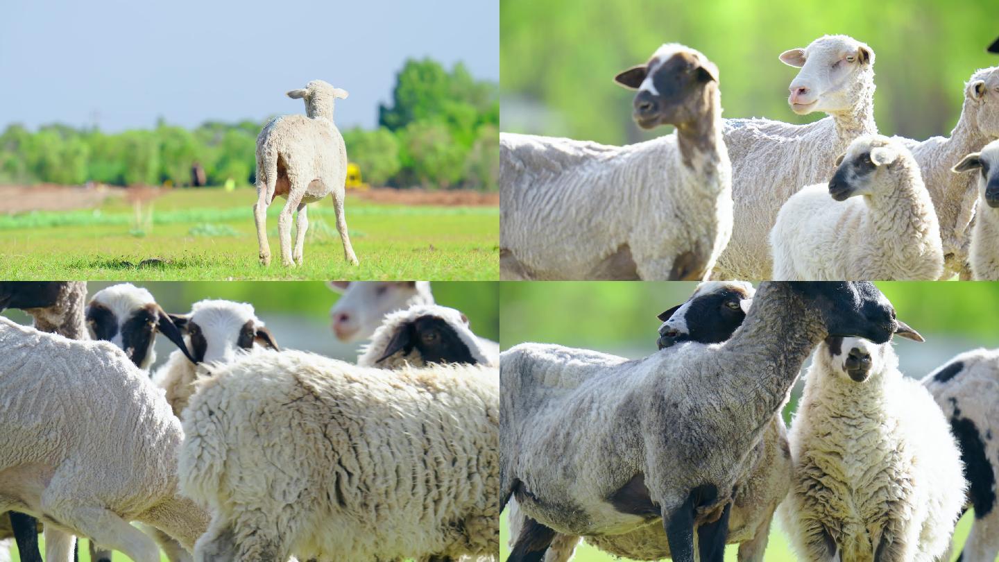 草原羊群图片素材-编号27575587-图行天下
