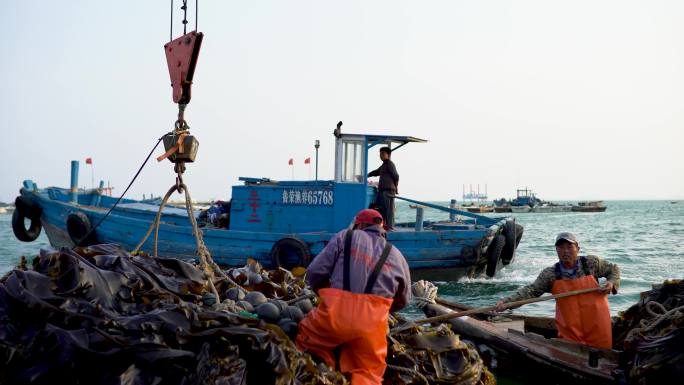 渔港 渔船  渔村 收获 海带