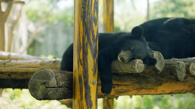 【4K】黑熊母子甜美地睡大觉