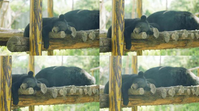 【4K】黑熊母子甜美地睡大觉