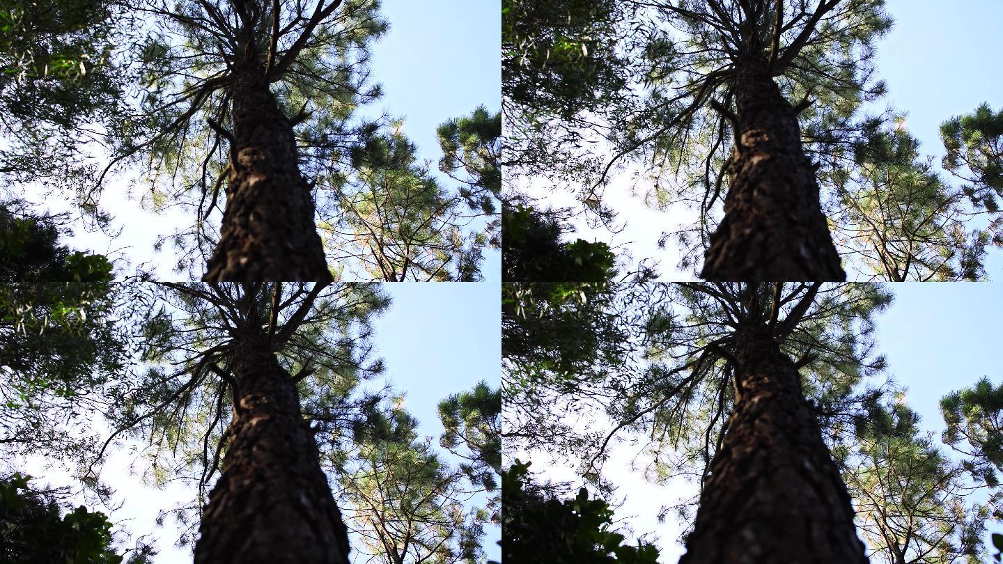 仰拍松树原始森林松树视频素材 12