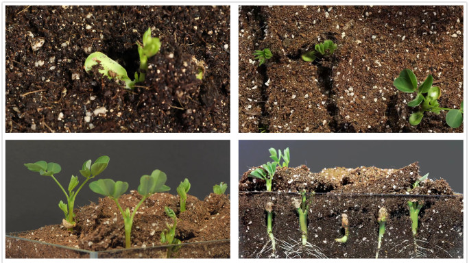 实拍花生发芽破土而出