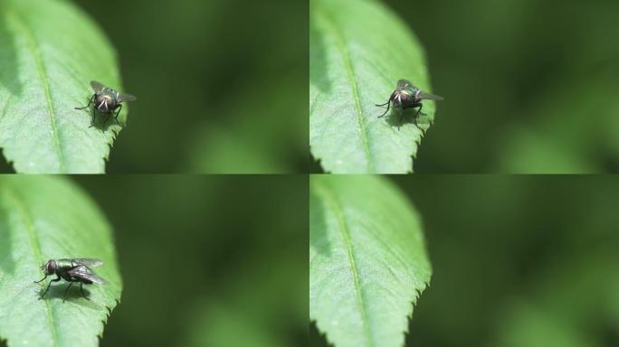 特写苍蝇爬行飞行