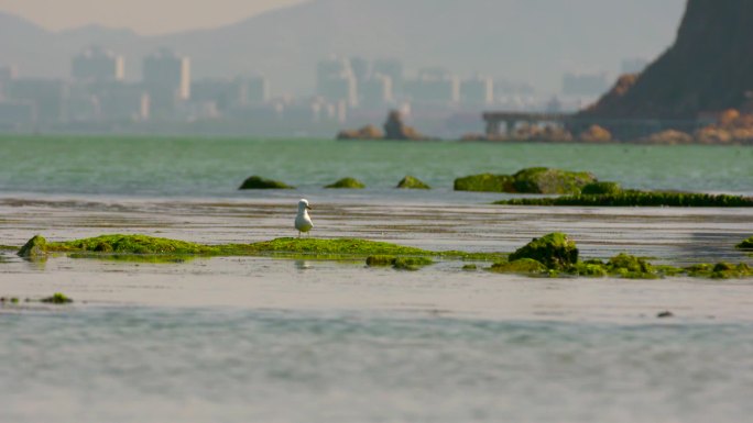 落潮 海鸟 渔船  礁石