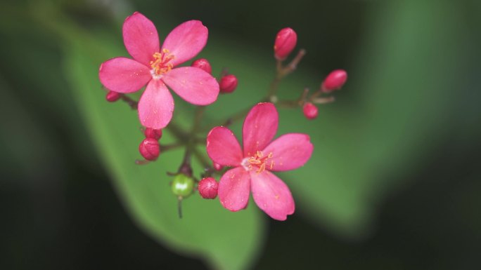 绿植 琴叶珊瑚花 南洋樱 日日樱 小红花