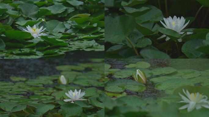 雨中单朵白睡莲