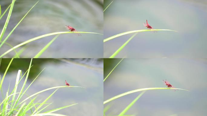 红色蜻蜓 升格水面  清澈水面