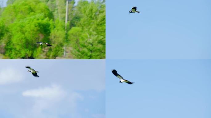 草原天空上飞翔的鸟儿慢动作
