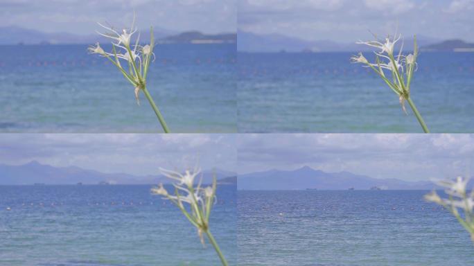升格慢动作夏天气氛大海边的花