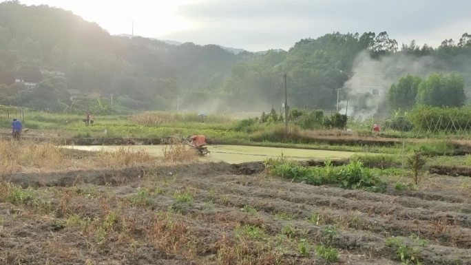 夕阳西下逆光植物光影炊烟袅袅云雾缠绕