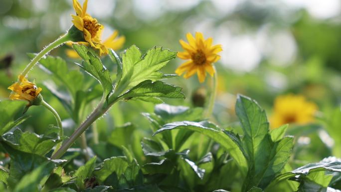 野生菊花苦菜花唯美赏野花野草 2