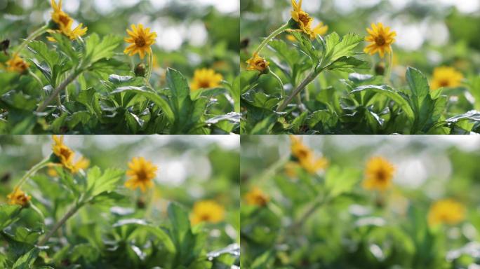 野生菊花苦菜花唯美赏野花野草 2