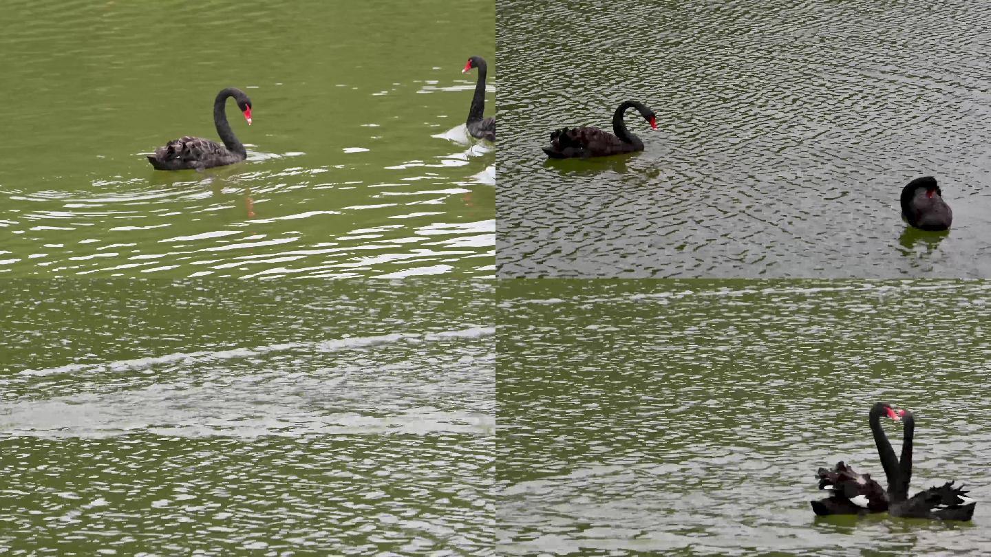 湖里游玩的天鹅实拍视频