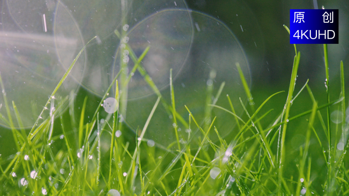 4K清晨阳光小草露水晨雨