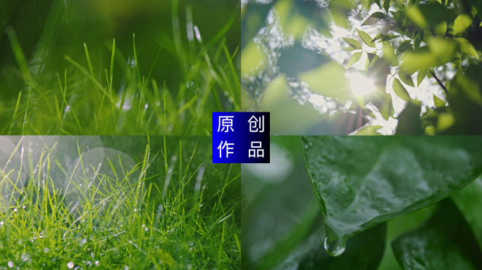 4K清晨阳光小草露水晨雨