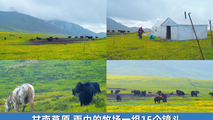 草原牦牛牧民下雨牧场