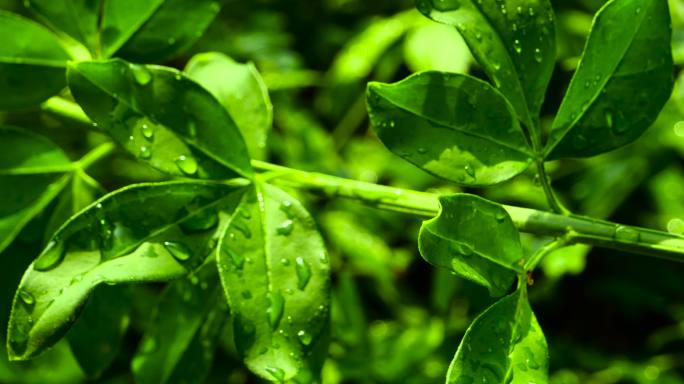 雨后